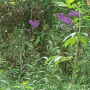 Meet your Posher, Freda